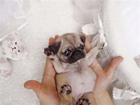 Teacup Pug Classic Posh Pocket Pups Cute Pugs Pug Puppies Baby Pugs