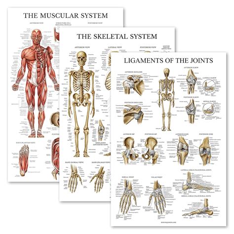 3 Pack Muscle Skeleton Ligaments Of The Joints Anatomy Poster Set