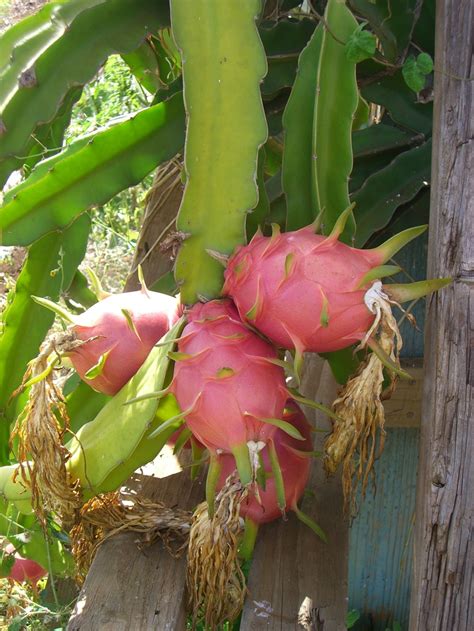 Provides free image upload and hosting integration for forums. 44 best images about dragon fruit ,pithaya on Pinterest ...