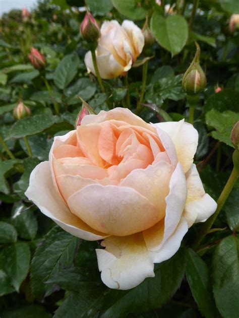 David austin is a rose breeder, specialist grower and author. Nursery Visit: David Austin Roses in Shropshire - Gardenista