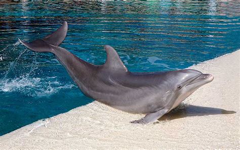 Humans And Dolphins Dolphin Facts And Information