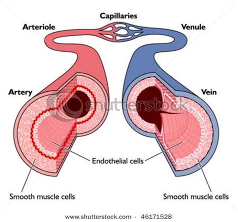 They also take waste and carbon dioxide away from the tissues. Chapter 42 circulation & gas exchange at University of ...