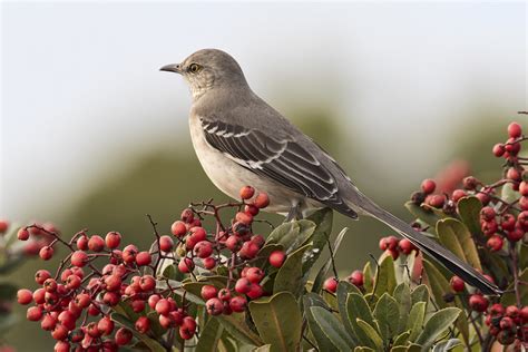 Northern Mockingbird Guarding His Berries From The Robins Flickr