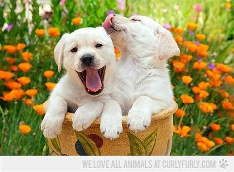 Spring Puppies 1280×1024 Wallpaper