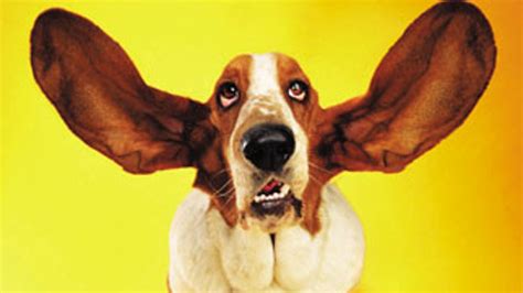 Ear cropping and tail docking. We heard you. | e-ProductPlug Blog