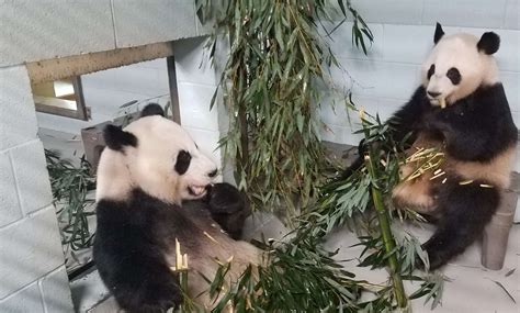 Panda Updates Wednesday May 18 Zoo Atlanta