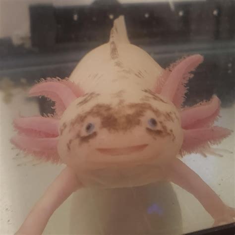 I Caught My Axolotl Smiling Again His Name Is Wooper Axolotls