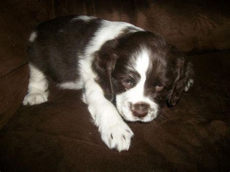 Browse and find cocker spaniel puppies today, on the uk's leading dog only classifieds site. Cocker Spaniel puppies AKC registered for Sale in Tucson, Arizona Classified | AmericanListed.com