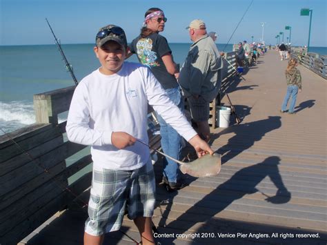 We did not find results for: On the Boards in Venice Florida: Venice Pier Fishing ...
