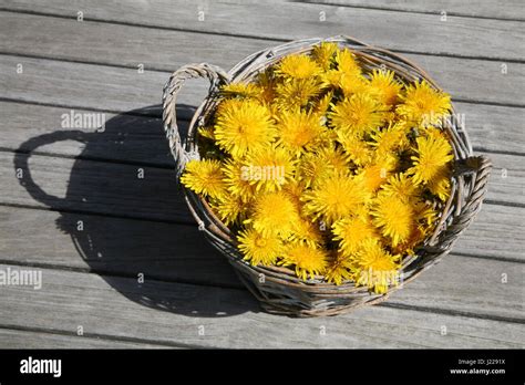 Dandelions In Basket Stock Photo Alamy