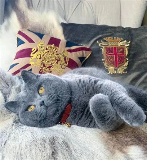 Meet The Adorable Blue British Shorthair Cat The Teddy Bear Of The Cat