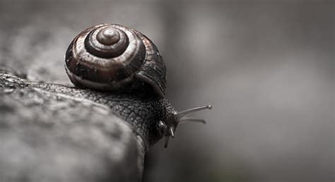 Royalty Free Photo Macro Photography Of Two Brown Snails Pickpik