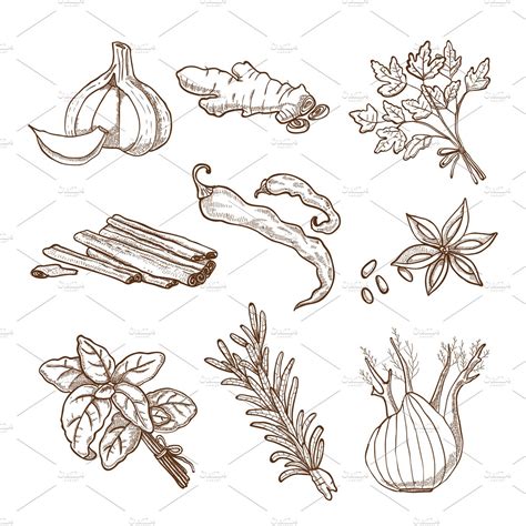 Hand Drawn Herbs And Spices Set Icons ~ Creative Market