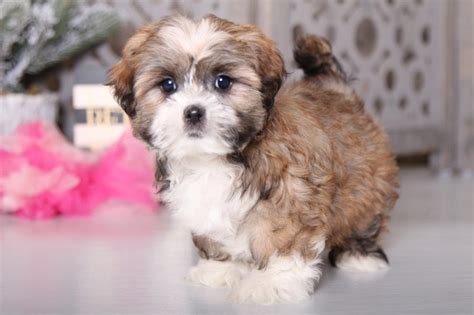 $250 deposit to hold the puppy of your choice. Georgia - Friendly Lhasa Apso - Puppies Online