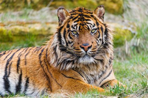 Tigre De Sumatra Poids Taille Longévité Habitat Alimentation