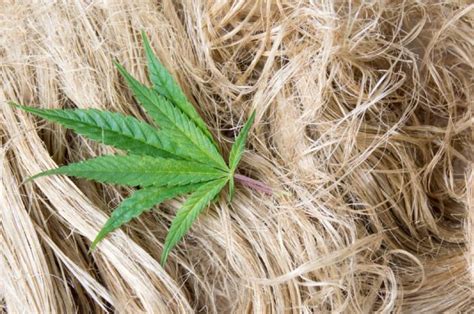 Know What Exactly Is Hemp A Fiber A Drug Or A Plant