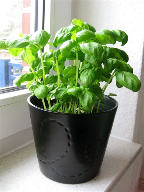 Want Basil In Your Home Made Dishes Grow It Indoors And