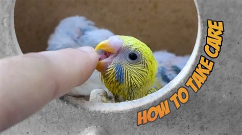 How To Take Care Of Baby Budgies Youtube