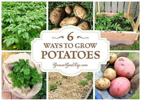 Potatoes are classified as being either earlies or maincrops. 6 Ways to Grow Potatoes