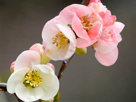 Garden Flowers The Japanese Quince Thorny But Beautiful