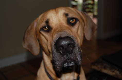 My Black Mouth Cur Riley Black Mouth Cur I Love Dogs Riley Labrador