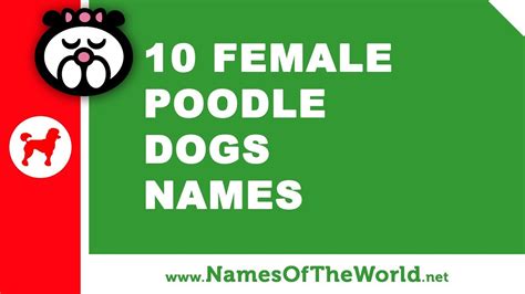 10 Female Poodle Dog Names The Best Pet Names