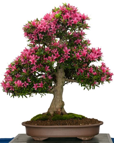 They will all typically need a dormant period during the winter, as the levels of light start decreasing per day. How to Grow Your Own Azalea Bonsai