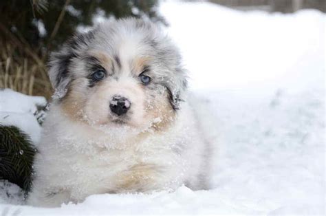 Welcome To Robin Australian Shepherds Dedicated To Preserving A Great
