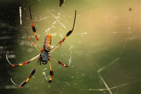 Giant Spider Taken At Wat Carolina Buddhajakra Vanaram Bol Flickr