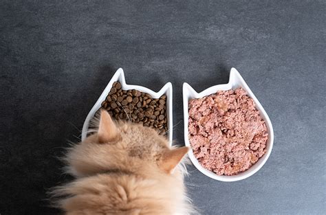 Makanan Basah atau Kering untuk Kucing, Mana yang Lebih Baik?