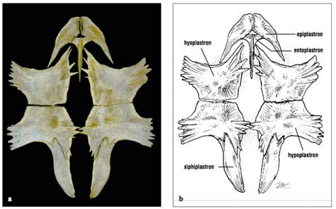 Sea Turtle Physical Examination: Part 2 | LafeberVet