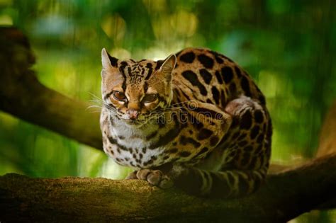 Het Wild In Costa Rica De Katten Margay Zitting Van Nice Op De Tak In