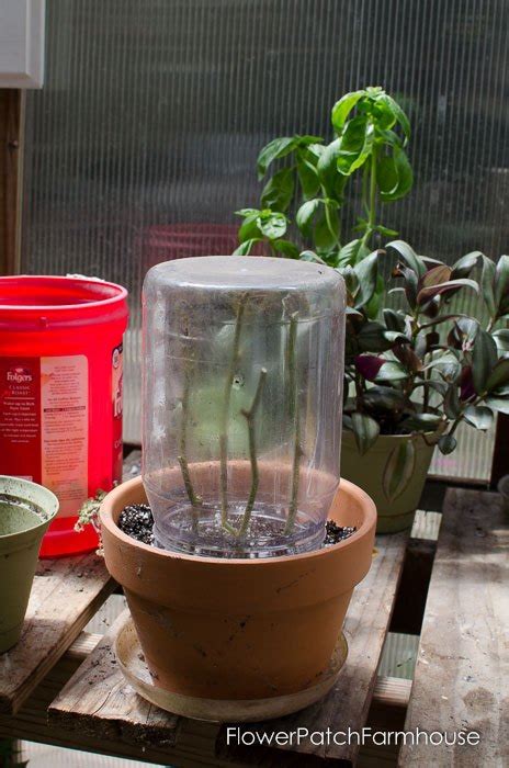 Dont grow roses without it. Super Easy Rooting of Roses From Cuttings | Hometalk