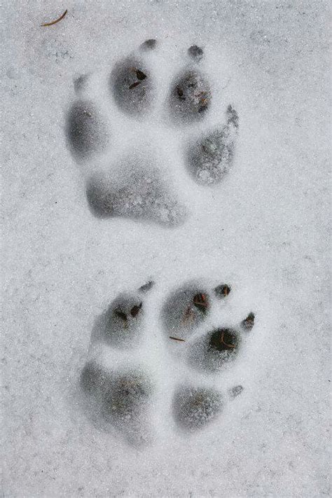 Pin By • L I N D A • On She Wolf Wolf Paw Print Snow Wolf Wolf Pictures