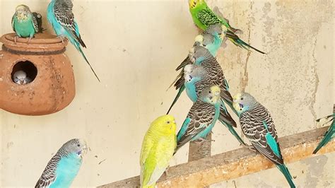 8 Hour Budgies Singing Playing And Talking Cute Budgies Play This Video