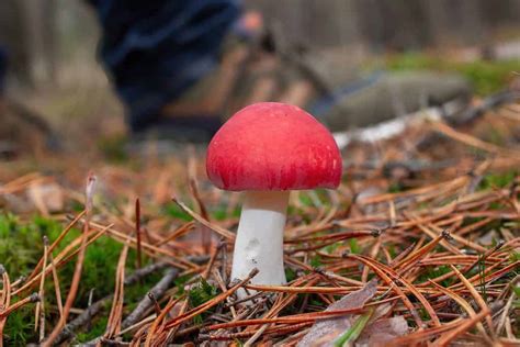 Funghi Russula Una Guida Completa