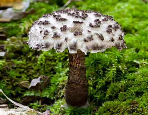 Strobilomyces Strobilaceus The Old Man Of The Woods Mushroom
