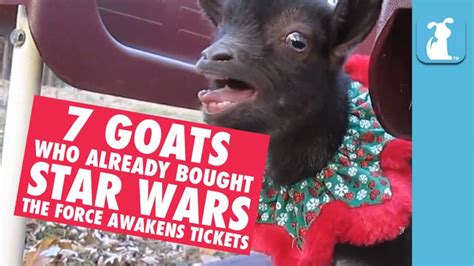 7 Goats Who Already Bought Star Wars Tickets Video Dailymotion