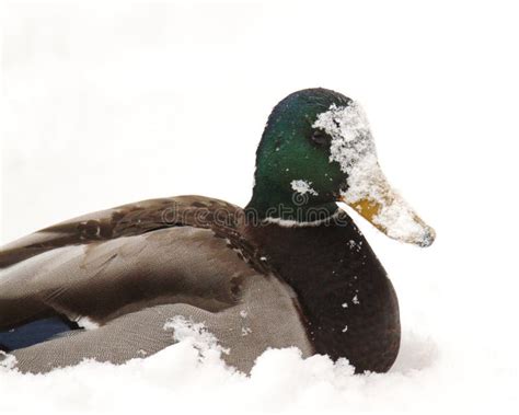 Male Mallard Duck With Its Face Covered In Snow Stock Image Image Of