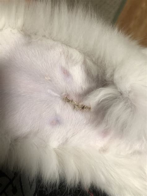 Kitten Spay Incision Healing And Feeding Questions Please Help Raskvet