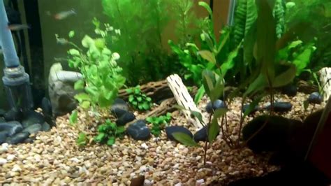 Check spelling or type a new query. How To Use Root Tabs In Aquarium - Aquarium Views
