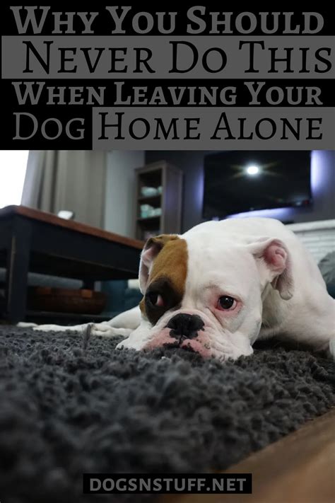 Why You Should Never Do This When Leaving Your Dog Home Alone Dogs