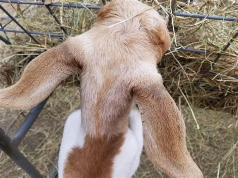 The frame was much too small. Hair loss at base of ears | The Goat Spot - Your Goat ...
