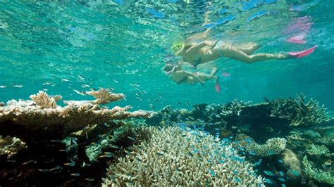 Full Day Outer Great Barrier Reef Cruise And Snorkeling Tour