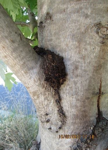 Most forms, such as copper sulfate, are approved for organic growers and can be used on your organic fruit trees. Maple Treatments for Fruit Tree Borer | Elmsavers