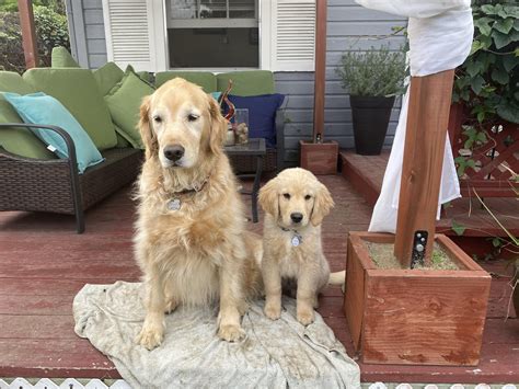 Brothers Dogs Golden Retriever Golden Retriever Golden Retriever Puppy