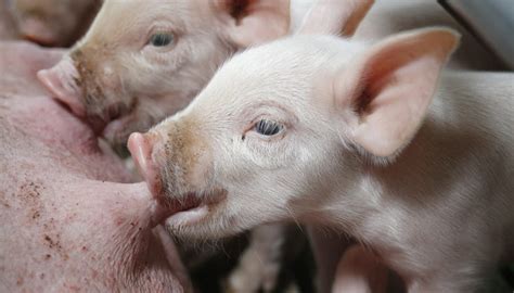 Sows And Piglets