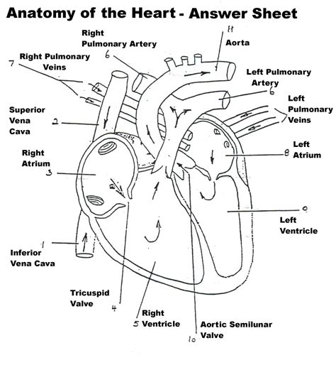 Vintage anatomy print heart arteries veins | zazzle.com. Simple Black And White Circulatory System Simple Black And ...