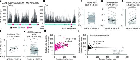 Cells Of A Common Developmental Origin Regulate Remnon Rem Sleep And