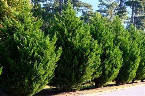 Evergreen Trees For Privacy Planting Garden Chronicle